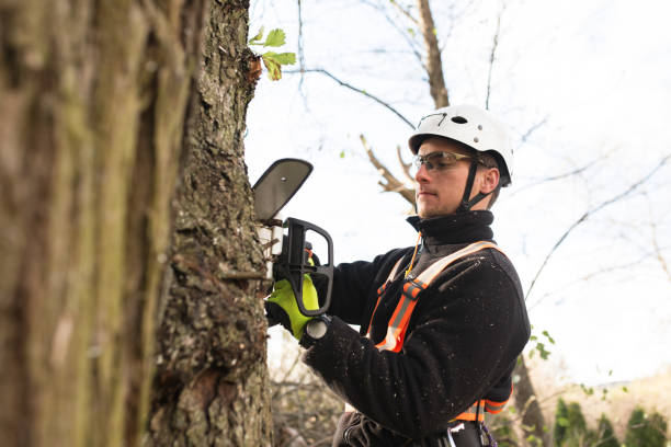 Lumberjack with chainsaw and harness pruning a tree. Lumberjack with chainsaw and harness pruning a tree. Arborist cuting tree branches. pruning gardening stock pictures, royalty-free photos & images