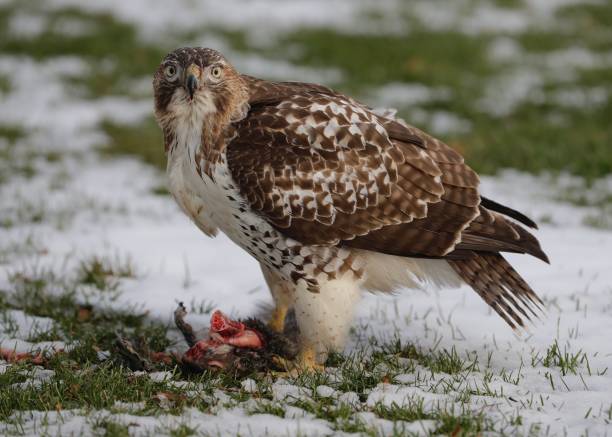 Lunchtime A red-tailed hawk eats its freshly caught squirrel in Chicago. dead squirrel stock pictures, royalty-free photos & images