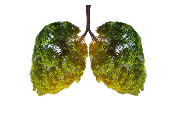 Lung green tree-shaped images, medical concepts, autopsy, 3D display and animals as an element Lung green tree-shaped images, medical concepts, autopsy, 3D display and animals as an element breath vapor stock pictures, royalty-free photos & images