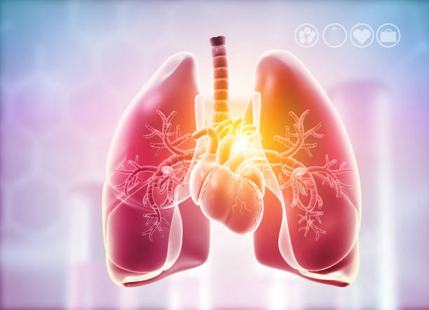 longen, hartanatomie - longen stockfoto's en -beelden