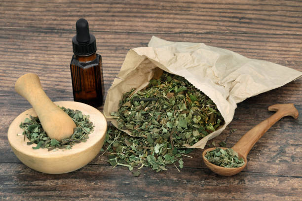 Lungwort Herb Leaf Natural Herbal Medicine stock photo