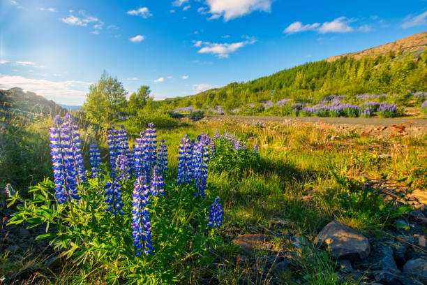 lupin plant by the road under blue cloudy sky on iceland stock photo