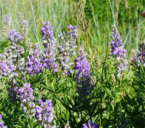 Lupine in the mountains stock photo