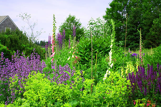 Lupine on the Maine Coast Lupine in a Wildflower Garden on the Maine Coast pea flower photos stock pictures, royalty-free photos & images