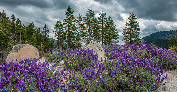 Lupinus albifrons, Silver lupine, Bush Lupine, white-leaf bush lupine, or evergreen lupine., Yosemite National Park in the Sierra Nevada Mountains of California