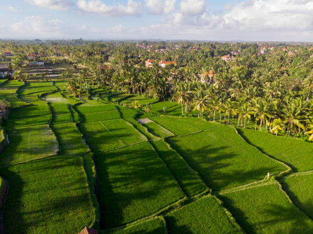 Luscious green rice fields in Bali, Indonesia. stock photo