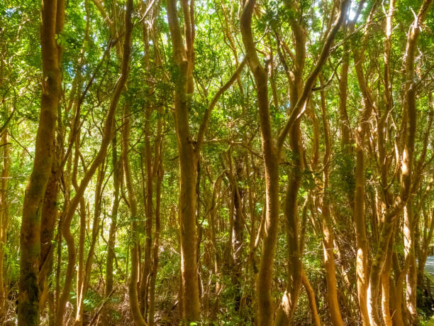 Lush arranyan forests (Luma apiculata) (aka, Chilean myrtle or temu) in the ChiloÃ© National Park on the western coast of ChiloÃ© Island, Los Lagos Region (region of the lakes), Chile stock photo