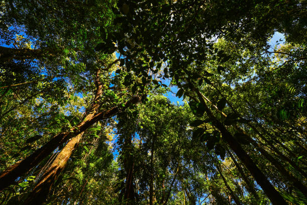 Lush Atlantic Forest rainforest near Rio Preserved patch of Atlantic rainforest in the Serra dos Órgãos National Park, Guapimirim, Rio de Janeiro state, Brazil nature reserve stock pictures, royalty-free photos & images
