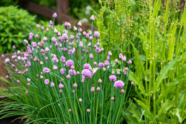 Photo of Lush flowering chives
