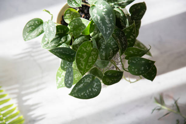 Lush foliage houseplant Potted houseplant with green leaves interior design The marble pothos stock pictures, royalty-free photos & images