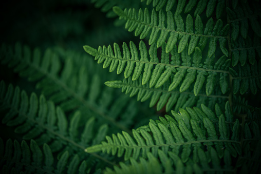 Selectively focused vibrant lush green ferns in a dark Pacific Northwest forest