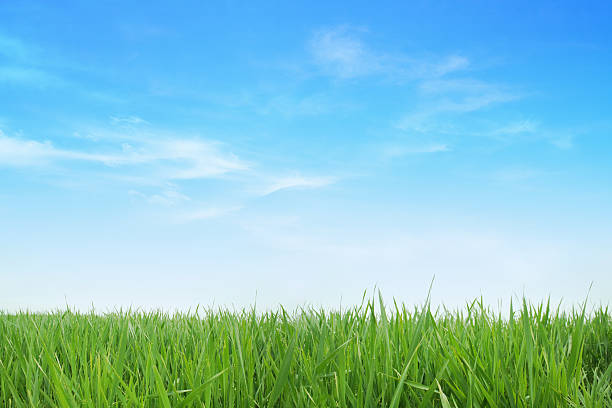 пышная зеленая трава и синий небо фон - grass стоковые фото и изображения