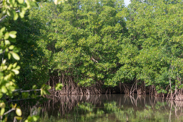 Photo of Lush green mangroves in tropical coastal swamp in Guadeloupe, Caribbean