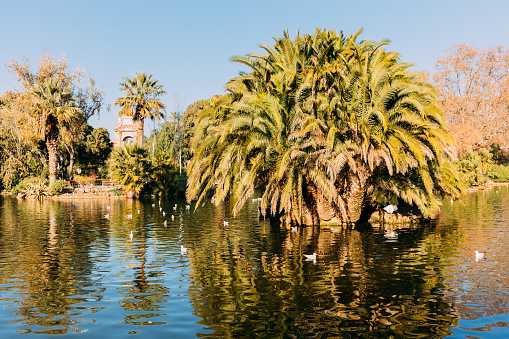 lush green trees and beautiful lake in parc de la ciutadella, barcelona, spain