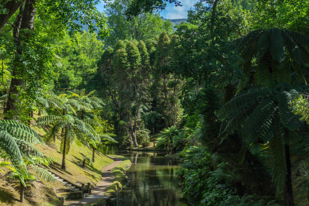 Luxuriant vegetation in Parque Terra Nostra, Furnas, Sao Miguel, Azores, Portugal stock photo
