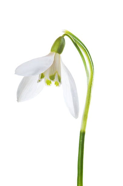 Luxury Snowdrop on white background Spring white easter snowdrop flower (Galanthus nivalis) on green stem isolated on white background. snowdrop stock pictures, royalty-free photos & images