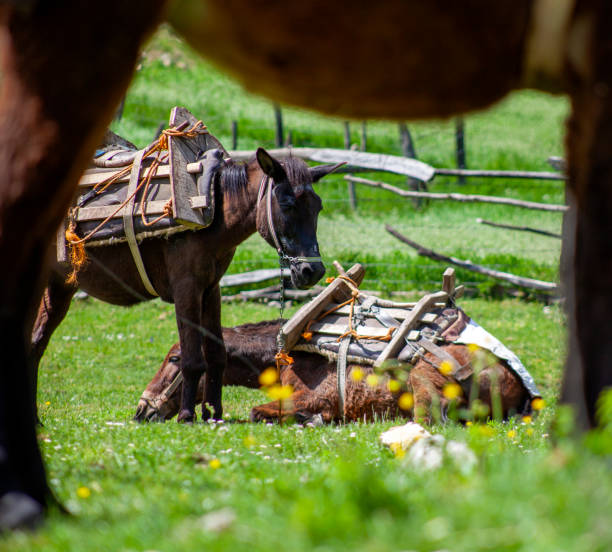 en liggande mula och en stående mula på det gröna gräset. - horse working bildbanksfoton och bilder
