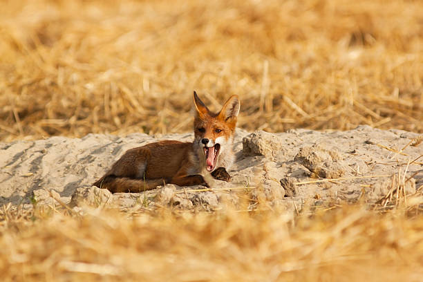 Lying red fox stock photo