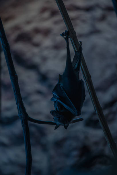Lyle's flying fox (Pteropus lylei) Bat  silhouette stock photo