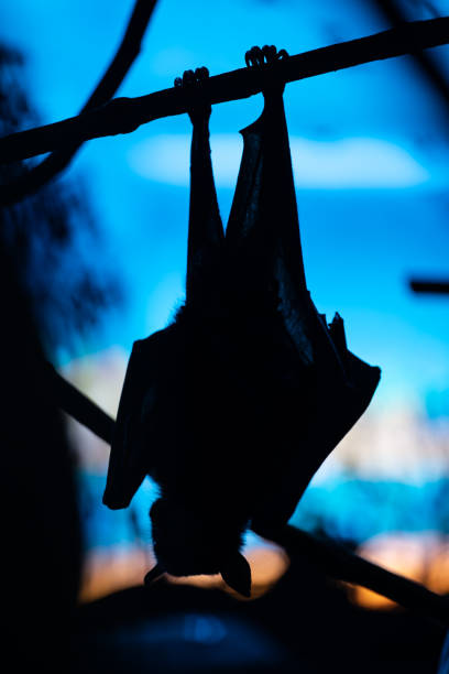 Lyle's flying fox (Pteropus lylei) Bat  silhouette stock photo