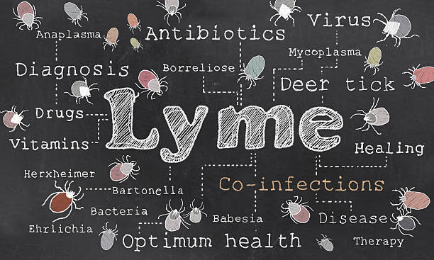 Lyme and Co-infections Illustration Lyme and Co-infections illustrated on Blackboard lyme disease stock pictures, royalty-free photos & images