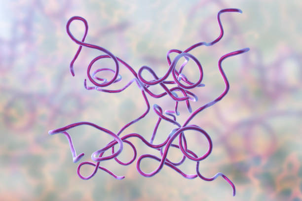 Lyme disease bacteria Lyme disease bacteria, Borrelia burgdorferi, 3D illustration lyme disease stock pictures, royalty-free photos & images