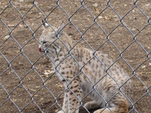 Lynx behind fence stock photo