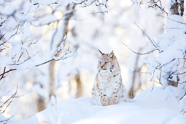 lynx cub in the cold winter forest - euraziatische lynx stockfoto's en -beelden