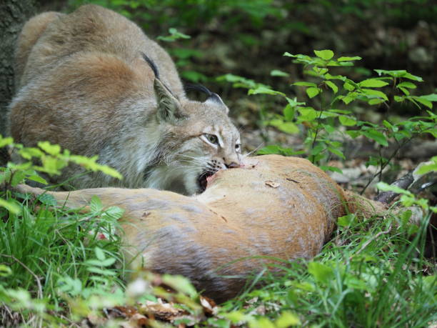 lynx eet herten - euraziatische lynx stockfoto's en -beelden