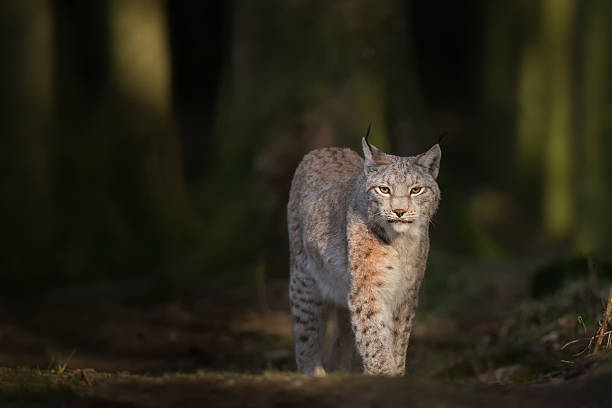lynx in deep green forest - euraziatische lynx stockfoto's en -beelden