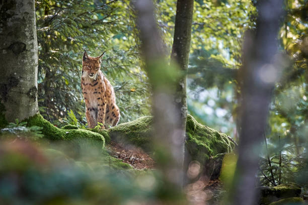 luchs im bayerischen wald - euraziatische lynx stockfoto's en -beelden