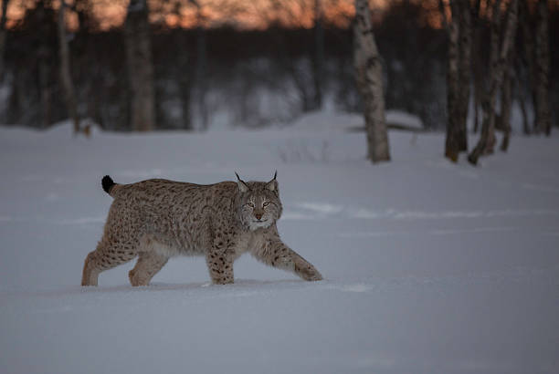 lynx in the snow - euraziatische lynx stockfoto's en -beelden