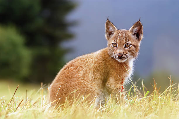 lynx kitty - euraziatische lynx stockfoto's en -beelden