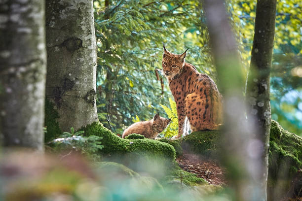 luchsmutter mit baby - euraziatische lynx stockfoto's en -beelden