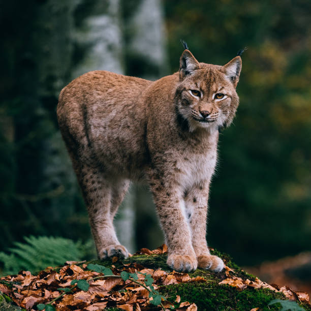 lynx on a rock, standing in forest stock photo