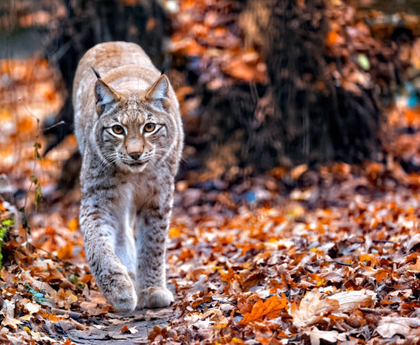 Lynx Lynx lynx stock pictures, royalty-free photos & images