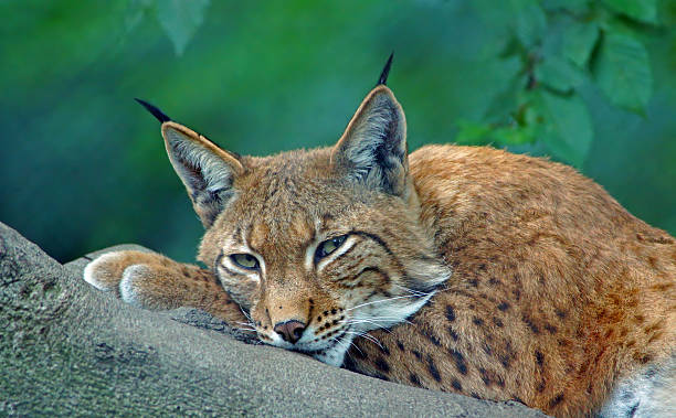 Lynx Lynx on a tree trunk. lynx stock pictures, royalty-free photos & images