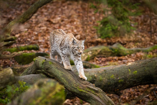 Lynx Lynx in the forest lynx stock pictures, royalty-free photos & images