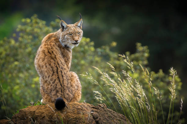 Lynx Portrait. Lynx in Cabarceno Natural Park, Cantabria.Spain. lynx stock pictures, royalty-free photos & images