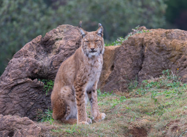 lynx sitting on a hill staring lynx sitting on a hill staring boreal forest stock pictures, royalty-free photos & images