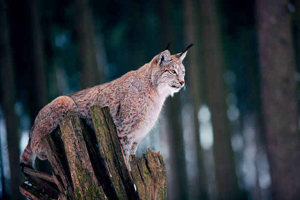 lynx sitting on tree stump - europeiskt lodjur bildbanksfoton och bilder