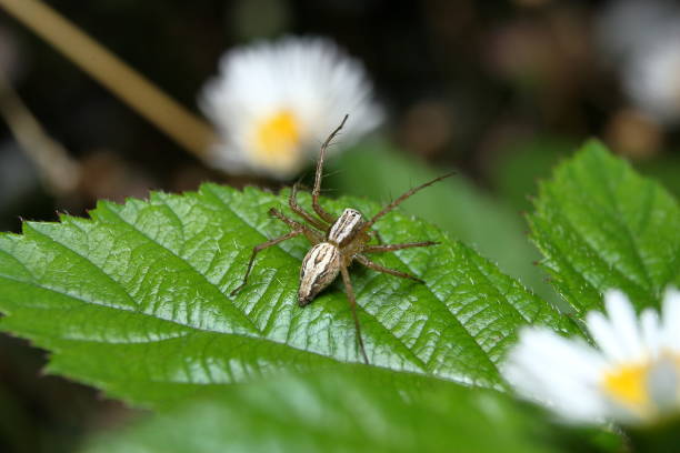 Lynx Spider 'Oxyopes elegans', view from behind. stock photo