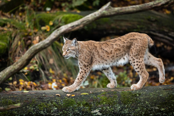 lynx wandelen op de boom tijdens de herfst - euraziatische lynx stockfoto's en -beelden