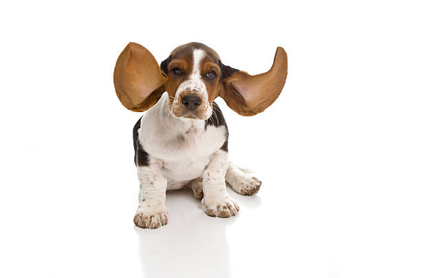 I'm Listening  basset hound stock pictures, royalty-free photos & images