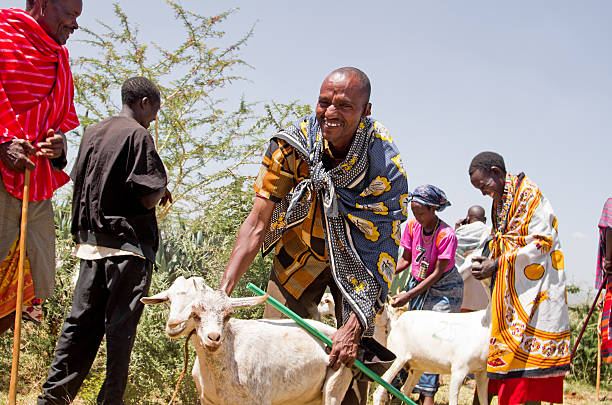 Maasai Goat Distribution in Africa stock photo
