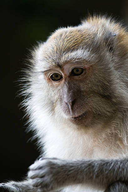 Macaque portrait stock photo