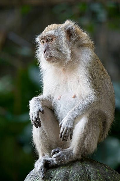 Macaque sitting stock photo