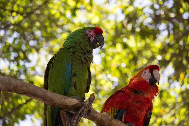 Macaw Bird stock photo