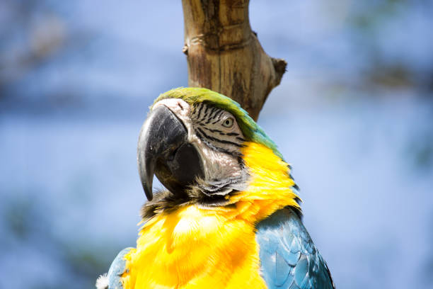Macaw Bird stock photo