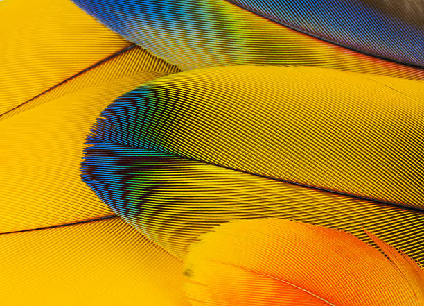 Macaw feathers stock photo